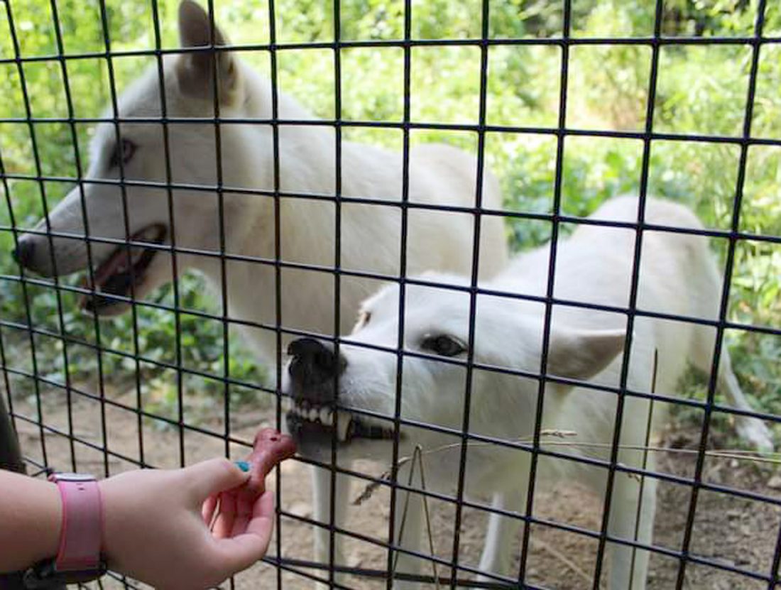 Working with wolves News, Sports, Jobs Messenger News